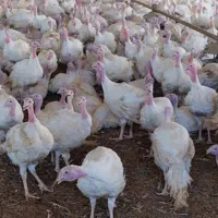 بوقلمون بیوتی ارگانیک|حیوانات مزرعه|مشهد, شهرک رازی (شهرک غرب)|دیوار