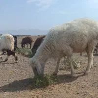 فروش شیشک 2سال