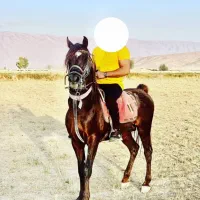 کره مادیون شجره دار|اسب و تجهیزات اسب‌سواری|شیراز, شاهچراغ|دیوار
