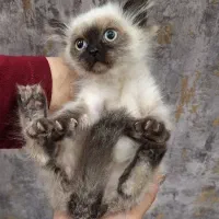 گربه سیامی|گربه|بوکان, |دیوار