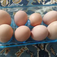تخم مرغ محلی