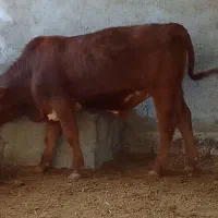 گوساله دو رگ چاق وزن ۳۰۰ کیلو