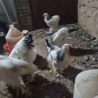 مرغ و خروس برهما
