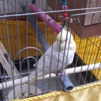 عروس هلندی|پرنده|رباط‌کریم, رباط‌کریم|دیوار