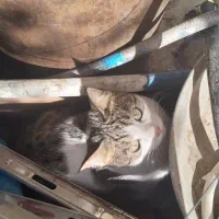 واگذاری رایگان ۳عدد گربه
