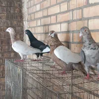 کبوتر سرور ،زیل ،سینه ای نر