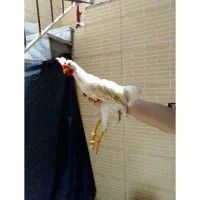 خروس