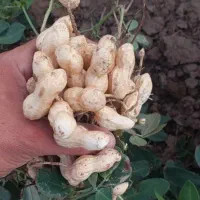 بادام زمینی درجه یک ۳۳۰و درجه دو ۲۶۰|خوردنی و آشامیدنی|اسلامشهر, مظفریه|دیوار