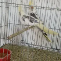 طوطی عروس|پرنده|میانه, |دیوار