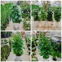 گل و گیاه مصنوعی