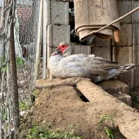 اردک نقره‌ای رنگ خاص