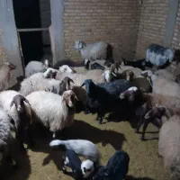 بیست عدد میش وبره|حیوانات مزرعه|کرمانشاه, |دیوار