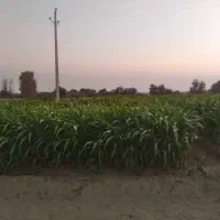 ذرت سبز برای دام|حیوانات مزرعه|بمپور, |دیوار