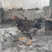 خروس لاری
