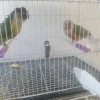 گرینچیک 10 جفت کارداده کارخانه