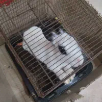 واگذاری خرگوش خوشگل