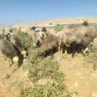 گله میش داشتی|حیوانات مزرعه|شیراز, تل حسین‌آباد|دیوار