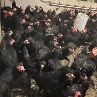 فروش مرغ و خروس جهادی رنگ مشکی ۲ کیلویی جوجه بومی|حیوانات مزرعه|اصفهان, بهارستان|دیوار