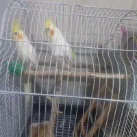 نر و ماده لوتینو|پرنده|فردوسیه, |دیوار