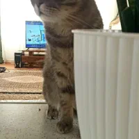 گربه اسکاتیش