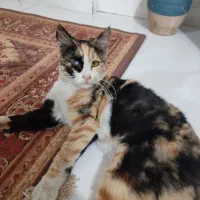 واگذاری گربه کالیکو فوری