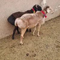 ۲راس عروسک چینی|حیوانات مزرعه|مرودشت, تخت جمشید|دیوار