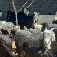 ۲۲ راس بزوبیگ شهرکردی جوان نژادار درجه یک