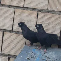 کبوتر زاغ آبادانی چشم نوک سفید|پرنده|قم, نیروگاه|دیوار