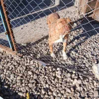 سگ پیتبول نرو ماده