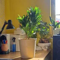 دراسنا کامپکت