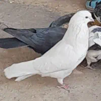 کفتر یا کبوتر|پرنده|بروجرد, |دیوار