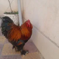 خروس برهماجوان