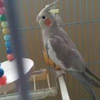 عروس هلندی آهویی نر