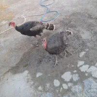 بوقلمو نر وماده
