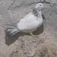 دونی ۷۰۰|پرنده|شهرکرد, |دیوار