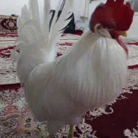 خروس|حیوانات مزرعه|سنندج, |دیوار