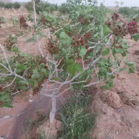 فروش باغ زراعی با درختان پسته و انار|فروش دفتر صنعتی، کشاورزی، تجاری|صفادشت, |دیوار