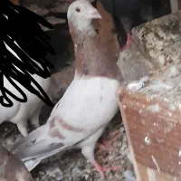 کوهی پابلندجوجه طاووسی پلاکی