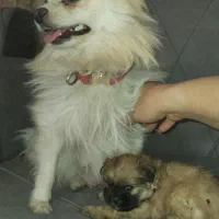 سگ پامر