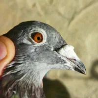 پلاکی مسافتی