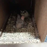 جفت گرینچیک مولد با جوجه|پرنده|میناب, |دیوار