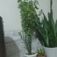 گل خانگی قشنگ