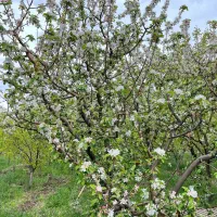 باغ۱۰۰۰متری در مرند|فروش زمین و ملک کلنگی|کشکسرای, |دیوار