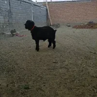 بره نر