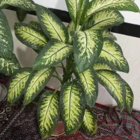 گل دیفن|گل و گیاه طبیعی|کلاترزان, |دیوار