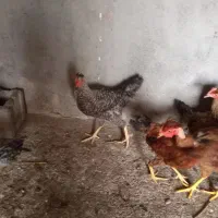 خروس|حیوانات مزرعه|شوشتر, |دیوار