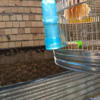 سهره خاکی مست