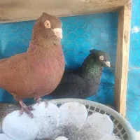 کبوتر صرب،زاغ چشم و نوک سفید