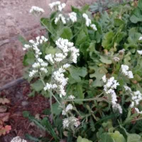 نشا گل زنبوری