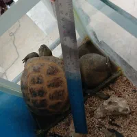 واگذاری خانگی|خزنده|مشهد, نکاح|دیوار